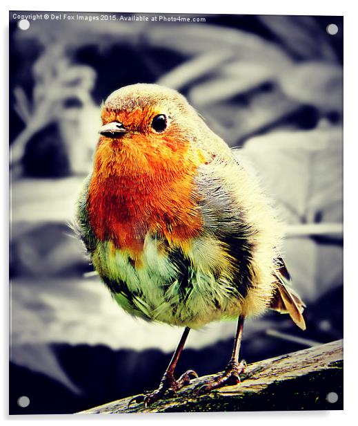   robin redbreast bird Acrylic by Derrick Fox Lomax