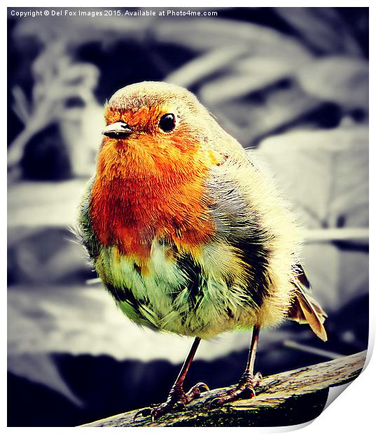   robin redbreast bird Print by Derrick Fox Lomax