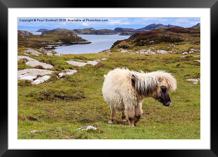Wild Pony on South Uist Outer Hebrides Framed Mounted Print by Pearl Bucknall