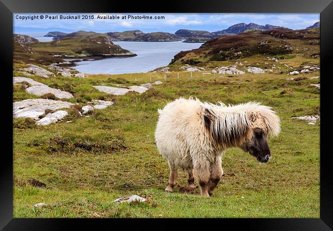 Wild Pony on South Uist Outer Hebrides Framed Print by Pearl Bucknall