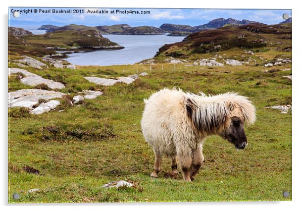 Wild Pony on South Uist Outer Hebrides Acrylic by Pearl Bucknall