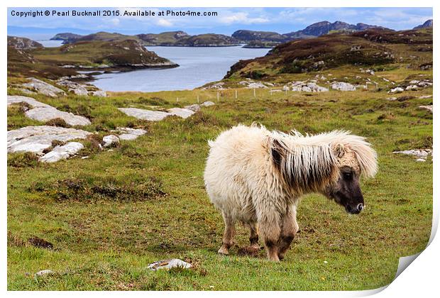 Wild Pony on South Uist Outer Hebrides Print by Pearl Bucknall