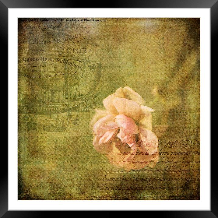  Yesterday's Rose Framed Mounted Print by LIZ Alderdice