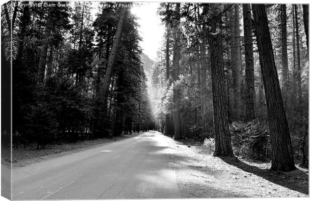  Yosemite Forest Trail Canvas Print by Liam Green