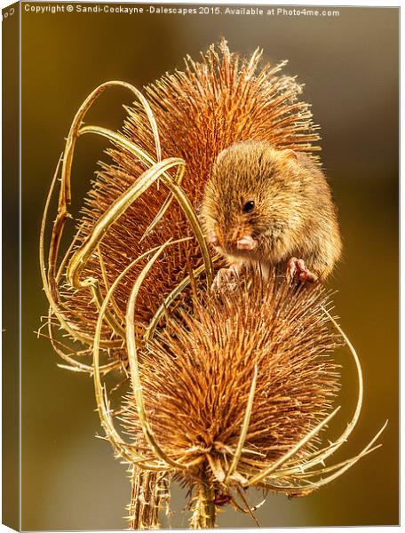  Harvest Mouse Washing Her Whiskers! Canvas Print by Sandi-Cockayne ADPS