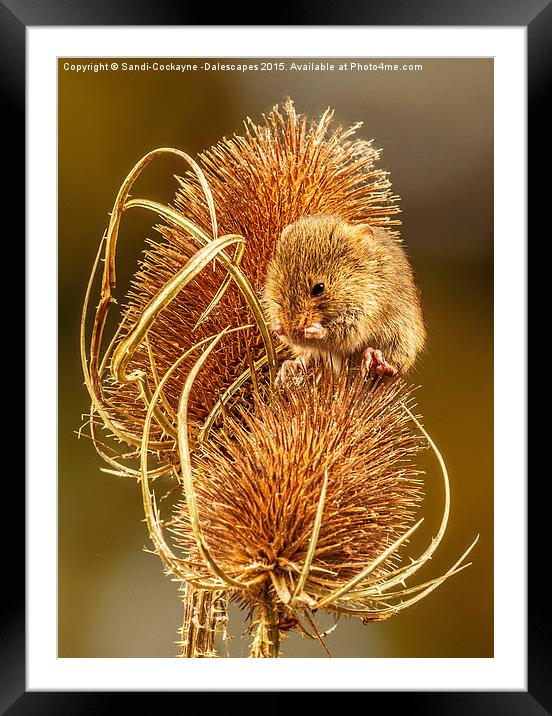  Harvest Mouse Washing Her Whiskers! Framed Mounted Print by Sandi-Cockayne ADPS