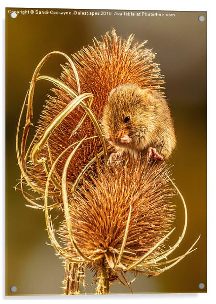  Harvest Mouse Washing Her Whiskers! Acrylic by Sandi-Cockayne ADPS