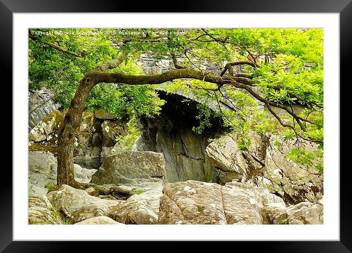  An Oak Tree at the river bank Framed Mounted Print by Gisela Scheffbuch
