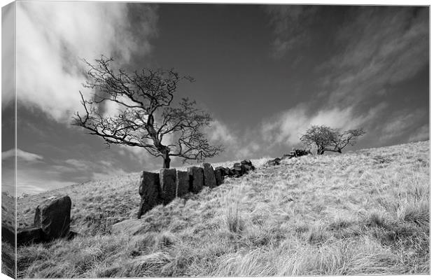  Windswept Division   Canvas Print by Robert Geldard