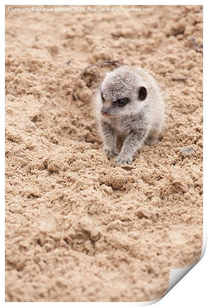  Baby meerkat Print by Andrew Bartlett