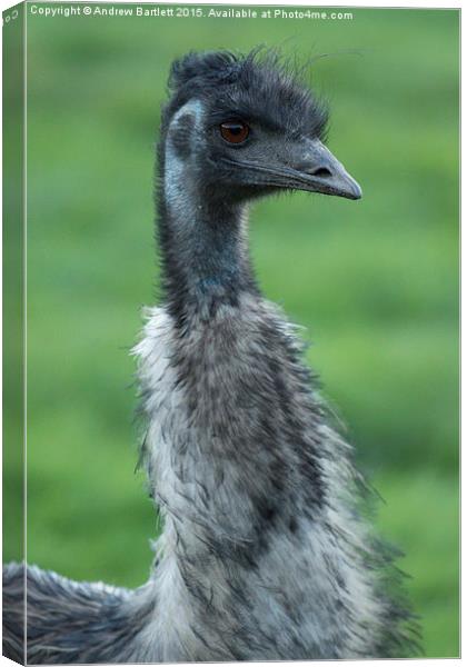  Emu portrait Canvas Print by Andrew Bartlett
