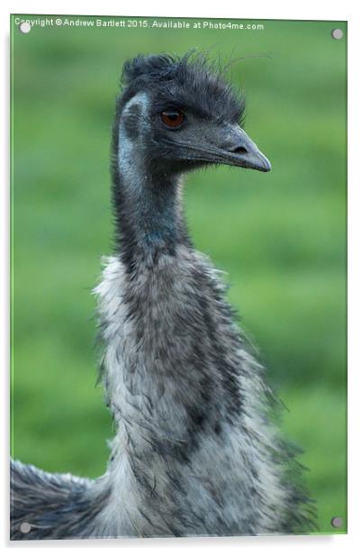  Emu portrait Acrylic by Andrew Bartlett