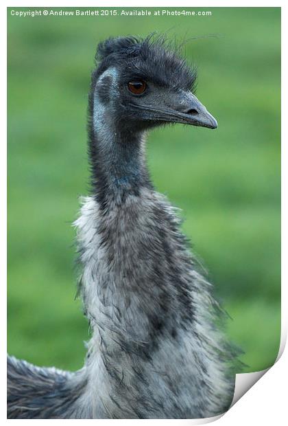  Emu portrait Print by Andrew Bartlett