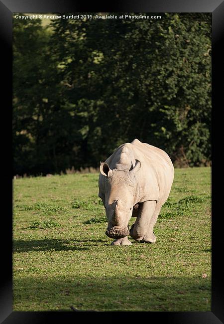  Southern White Rhino Framed Print by Andrew Bartlett