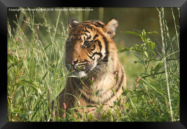  Sumatran Tiger Framed Print by Andrew Bartlett