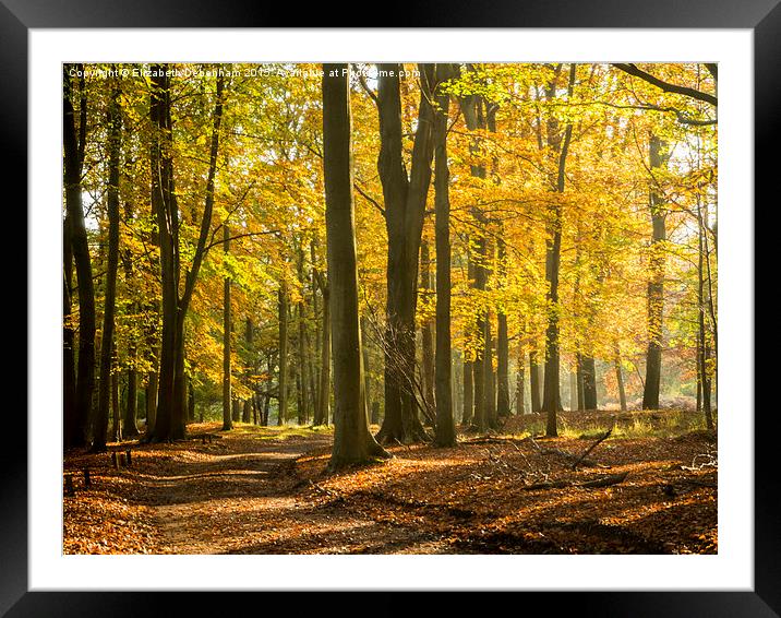  Autumn Beeches, Ashridge. Framed Mounted Print by Elizabeth Debenham