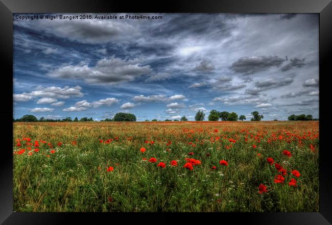  Essex Poppy Field Framed Print by Nigel Bangert