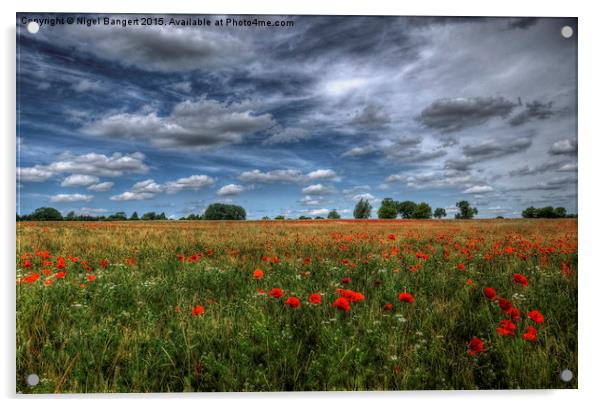  Essex Poppy Field Acrylic by Nigel Bangert