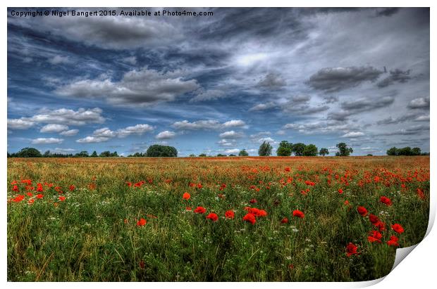  Essex Poppy Field Print by Nigel Bangert