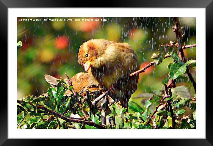 Bird in the rain Framed Mounted Print by Derrick Fox Lomax