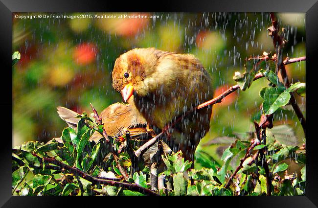 Bird in the rain Framed Print by Derrick Fox Lomax