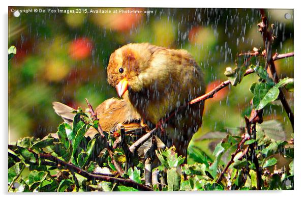 Bird in the rain Acrylic by Derrick Fox Lomax