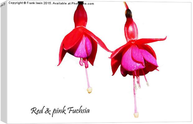 Beautiful Red & Purple Fuchsia Canvas Print by Frank Irwin