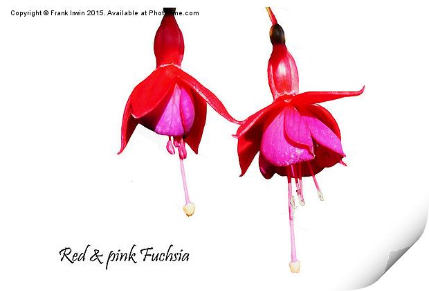  Beautiful Red & Purple Fuchsia Print by Frank Irwin