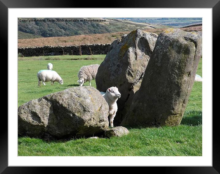  sheep at swinside sunkenkirk Framed Mounted Print by Adam Taylor