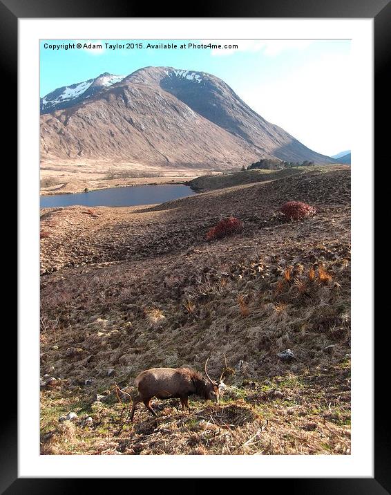  Stag at Ben starav Framed Mounted Print by Adam Taylor