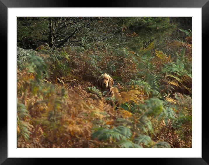  Cocker spaniel in autumnal woodland Framed Mounted Print by Adam Taylor