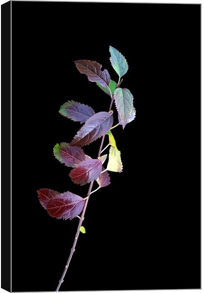  colorful branchlet Canvas Print by Marinela Feier