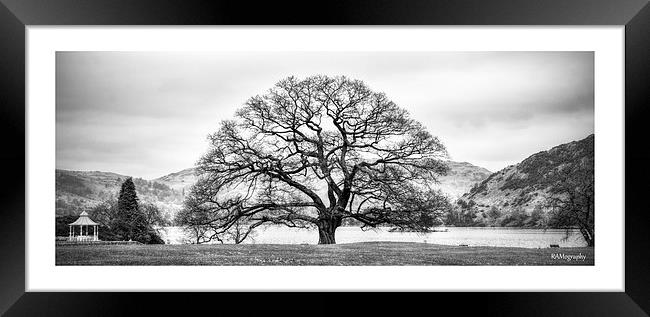 The tree at the Inn on The Lake , Ullswater Framed Print by Rob Medway