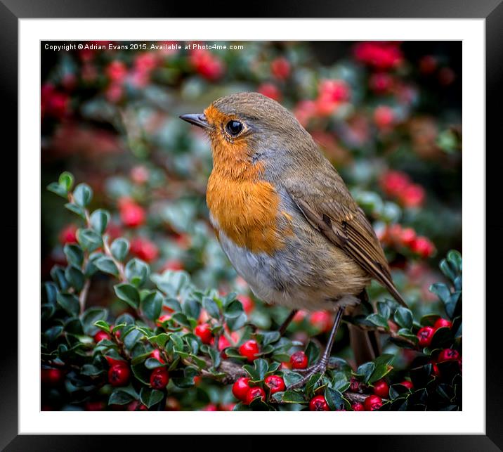 Robin Redbreast Framed Mounted Print by Adrian Evans