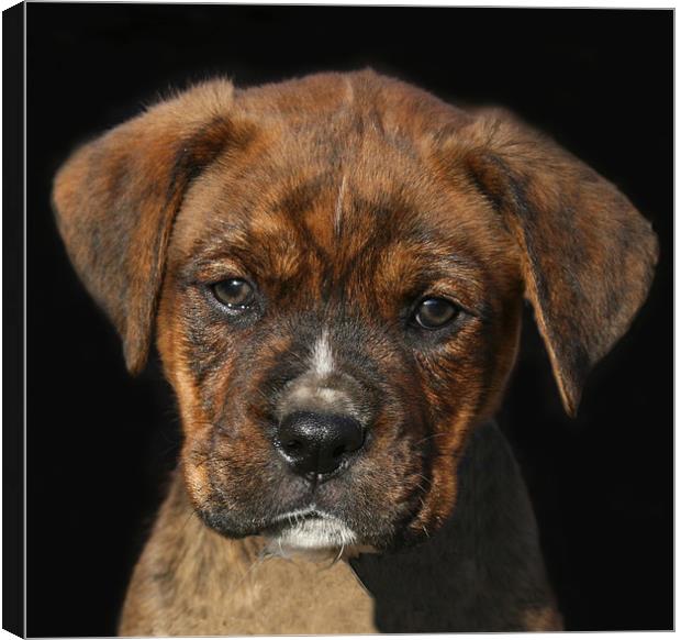 Adorable Boxweiler Puppy Canvas Print by Mike Gorton
