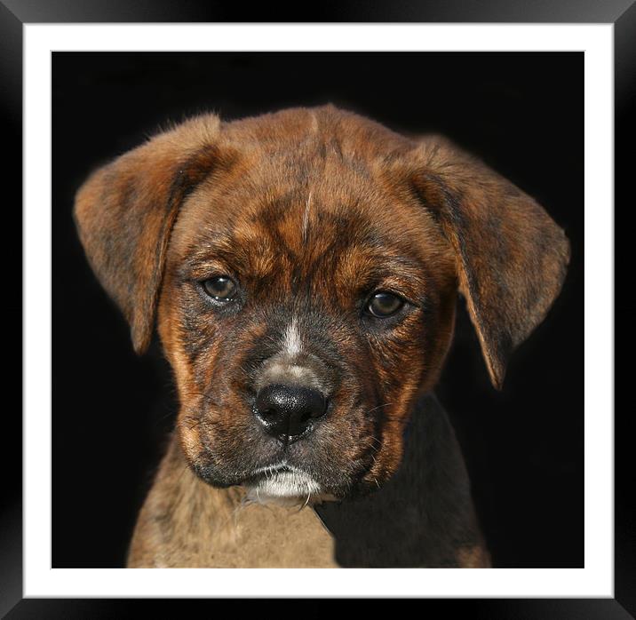 Adorable Boxweiler Puppy Framed Mounted Print by Mike Gorton