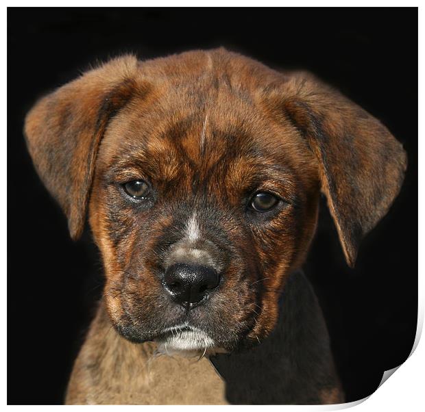 Adorable Boxweiler Puppy Print by Mike Gorton