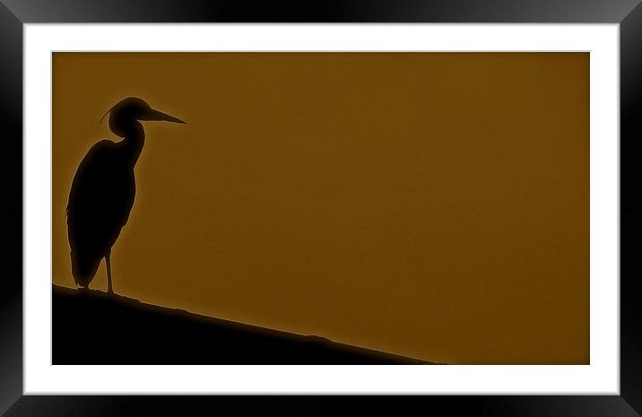  The grey heron silhouetted on a sloped roof Framed Mounted Print by Sue Bottomley