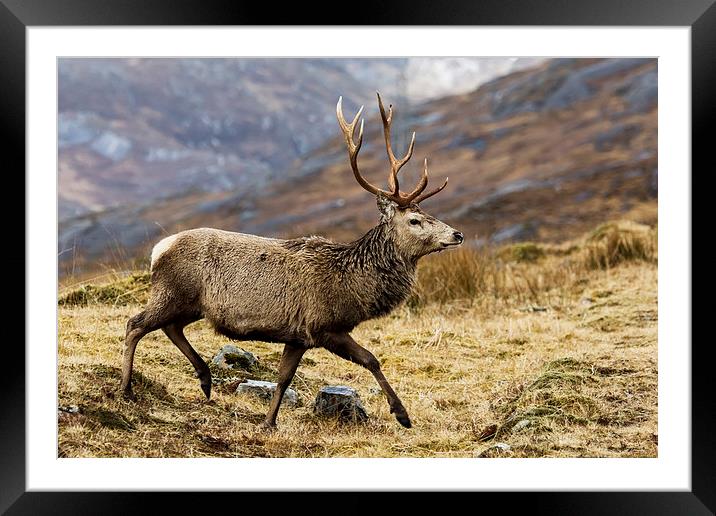 Red Deer Stag  in Scotland Framed Mounted Print by Derek Beattie