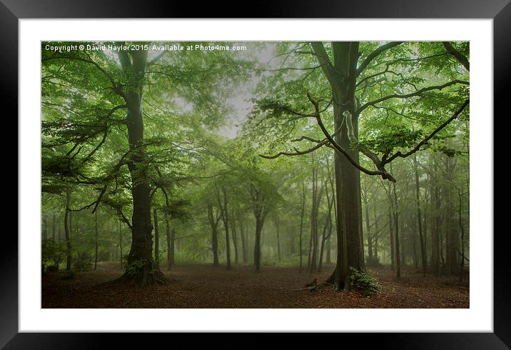  Rainy Day at Wendover Woods Framed Mounted Print by David Haylor