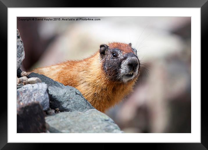  Marmot watching Framed Mounted Print by David Haylor