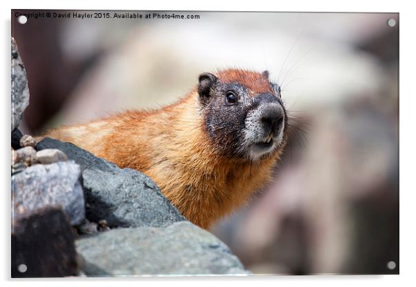  Marmot watching Acrylic by David Haylor