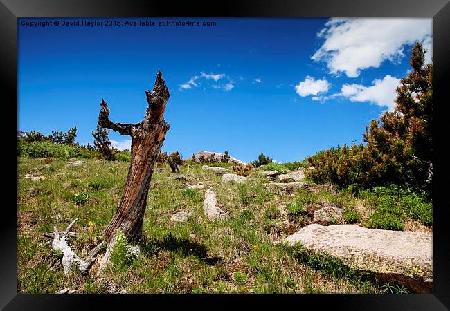  Twisted Pine, Rocky National Park Framed Print by David Haylor
