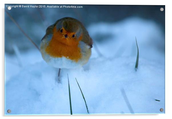  Snowy Robin Acrylic by David Haylor