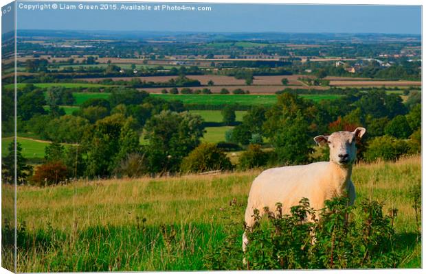  Sheep enjoying the view Canvas Print by Liam Green
