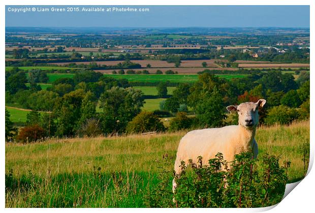  Sheep enjoying the view Print by Liam Green