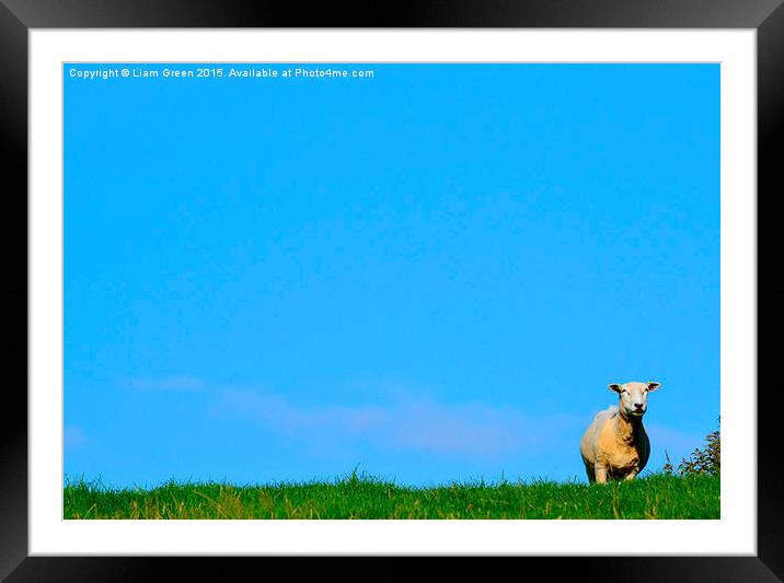  sheep on the horizon Framed Mounted Print by Liam Green