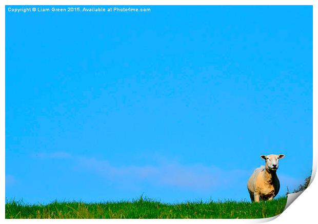  sheep on the horizon Print by Liam Green