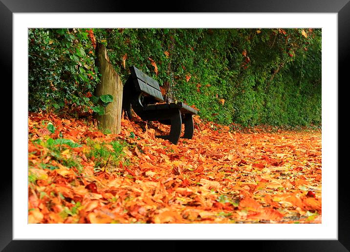  Autumn leaves Framed Mounted Print by Darren Evans