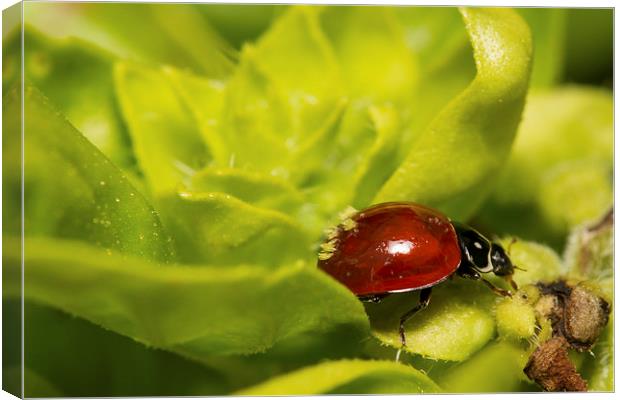  Ladybug as Host Canvas Print by Shawn Jeffries